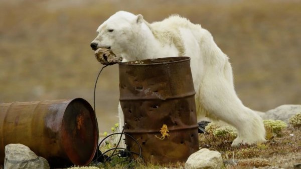 Izgladnjeli polarni medvjed kojeg je lani snimio Paul Nicklen iz organizacije Sea Legacy upozorivši da otapanjem ledenjaka nestaje i hrana za životinje koje tamo obitavaju