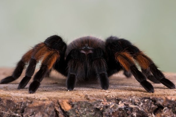 Pauk ptičar ili tarantula