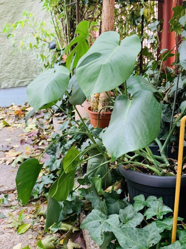 iPhone XR primjeri fotografija