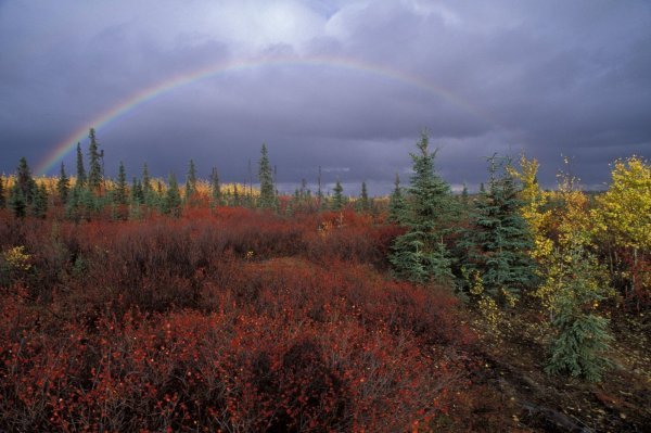 Borealske šume u Kanadi