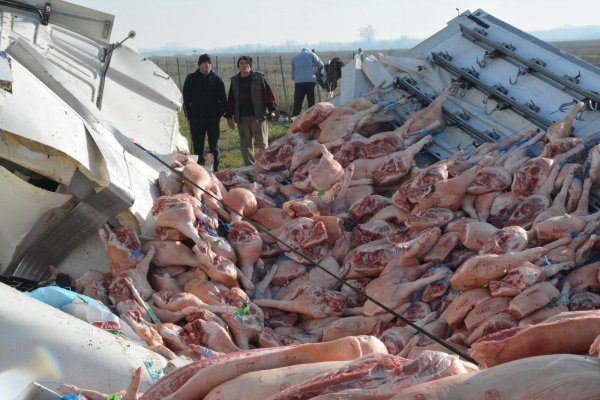 Na autocesti A3 prevrnuo se kamion pun svinjskih polovica