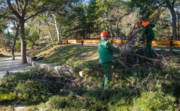 Bura rušila borove na splitskom Marjanu