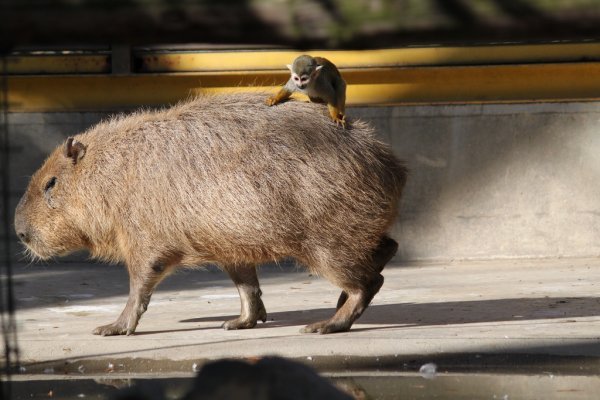 animals sitting on capybaras