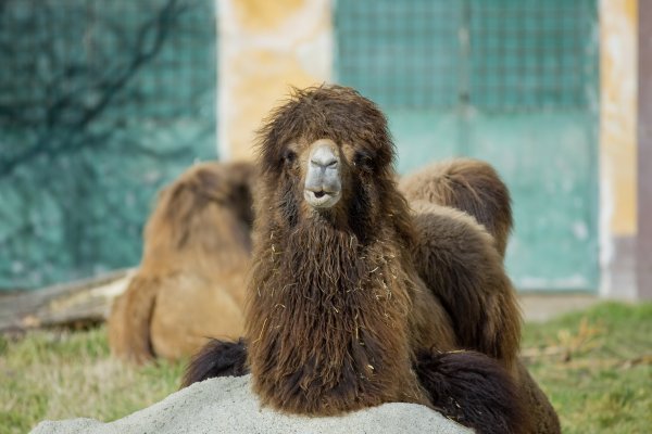 Egzotična zima - dvogrba deva