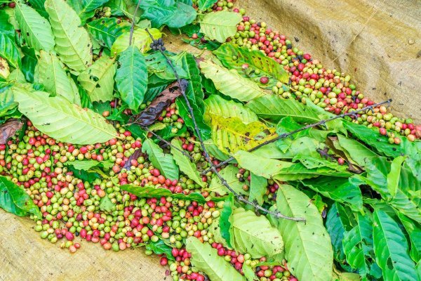 Plantaže kave