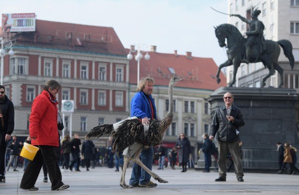 Noj Francelj i njegov vlasnik Janez