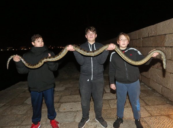 Vodice: Dječaci iz mora izvadili mrtvu zmiju dugu 2,5 metra