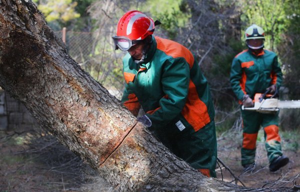 Marjan, sječa šume zbog potkornjaka