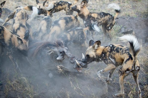 Afrički divlji psi love kad padne temperatura pa sve češće ostaju bez obroka