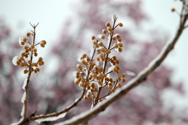 Snijeg zabijelio Zagvozd