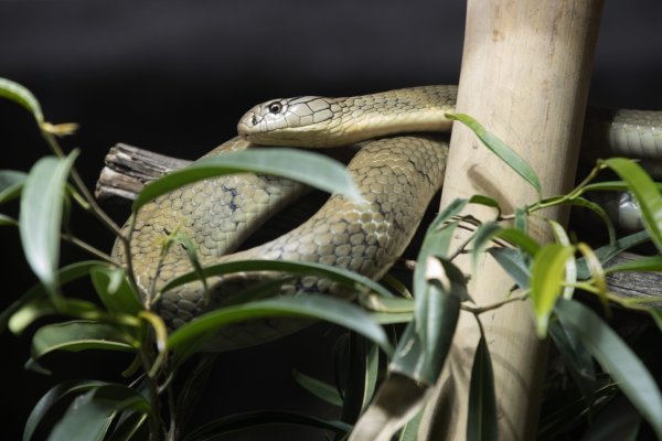 Preuređeni paviljon Duh monsunskih šuma u Zagrebačkom Zoološkom vrtu