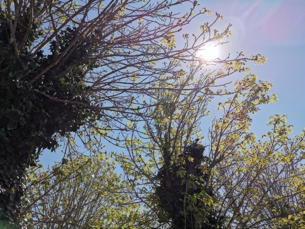 Huawei P30 Pro primjeri fotografija