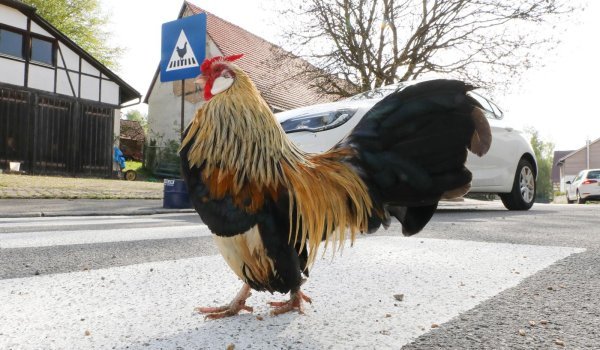 Pješački prijelaz za kokoši