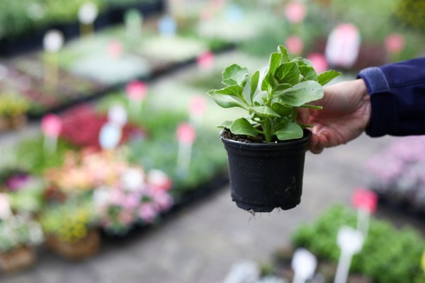 Otvoren Floraart 2019.